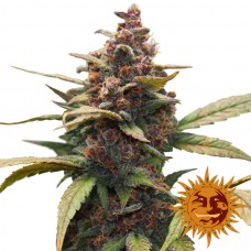 Ayahuasca Purple - Barney's Farm